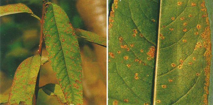 桃褐锈病的防治方法,桃褐斑病的正确识别和防治