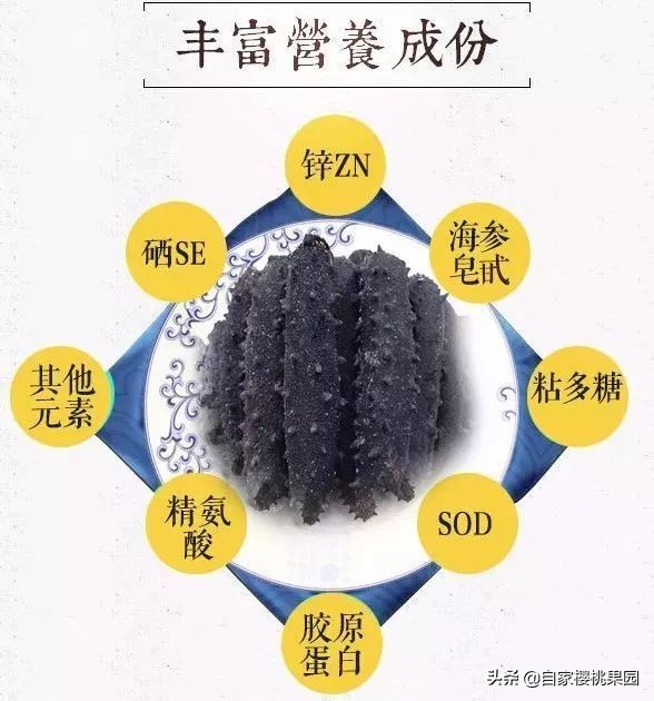 辽参科普,真正的辽参