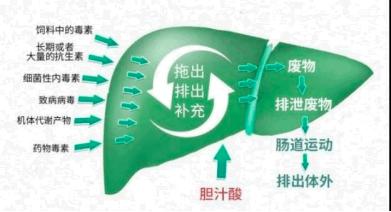 母猪为什么要排毒净化,母猪排毒的最好方法是用什么排毒