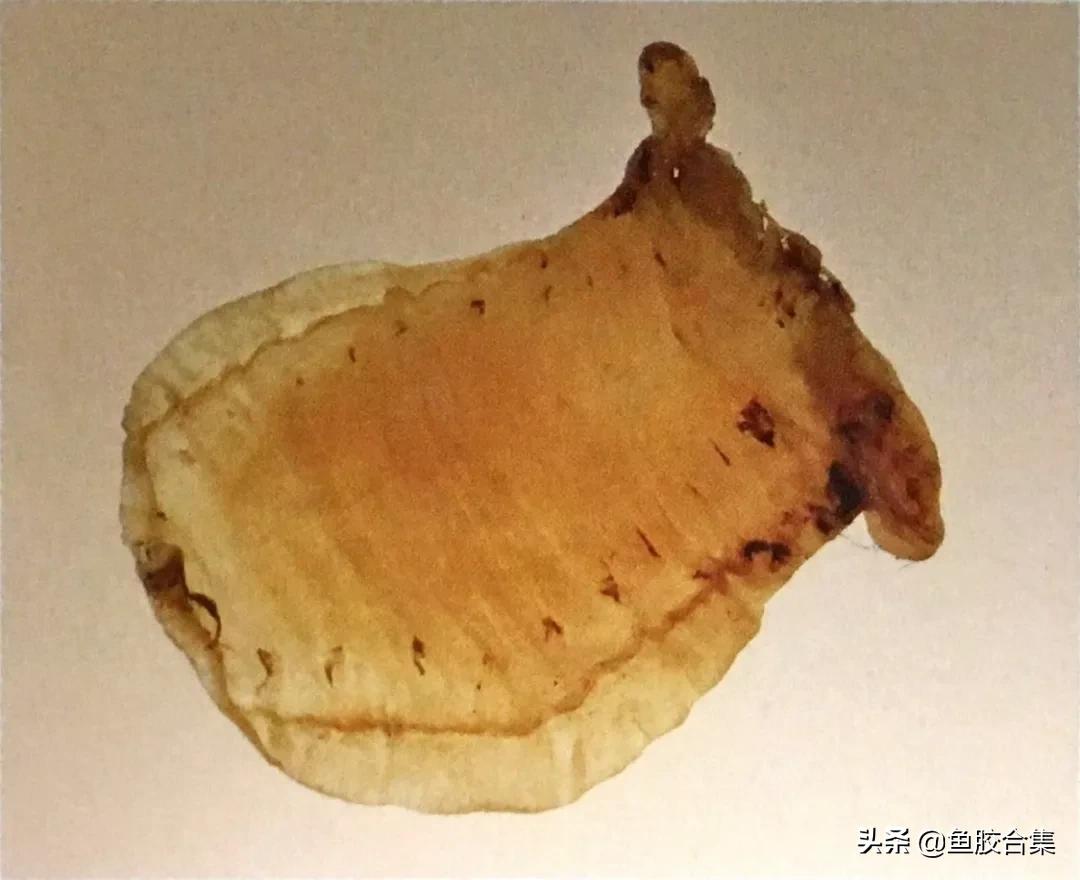 赤嘴鳘鱼鱼胶的功效和作用,赤嘴鱼胶的功效测评