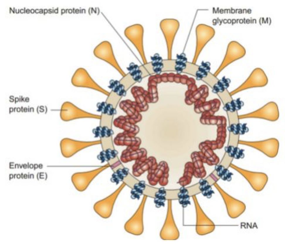怎么消毒可以防止疫情感染,可以有效灭活新冠病毒的消毒方法