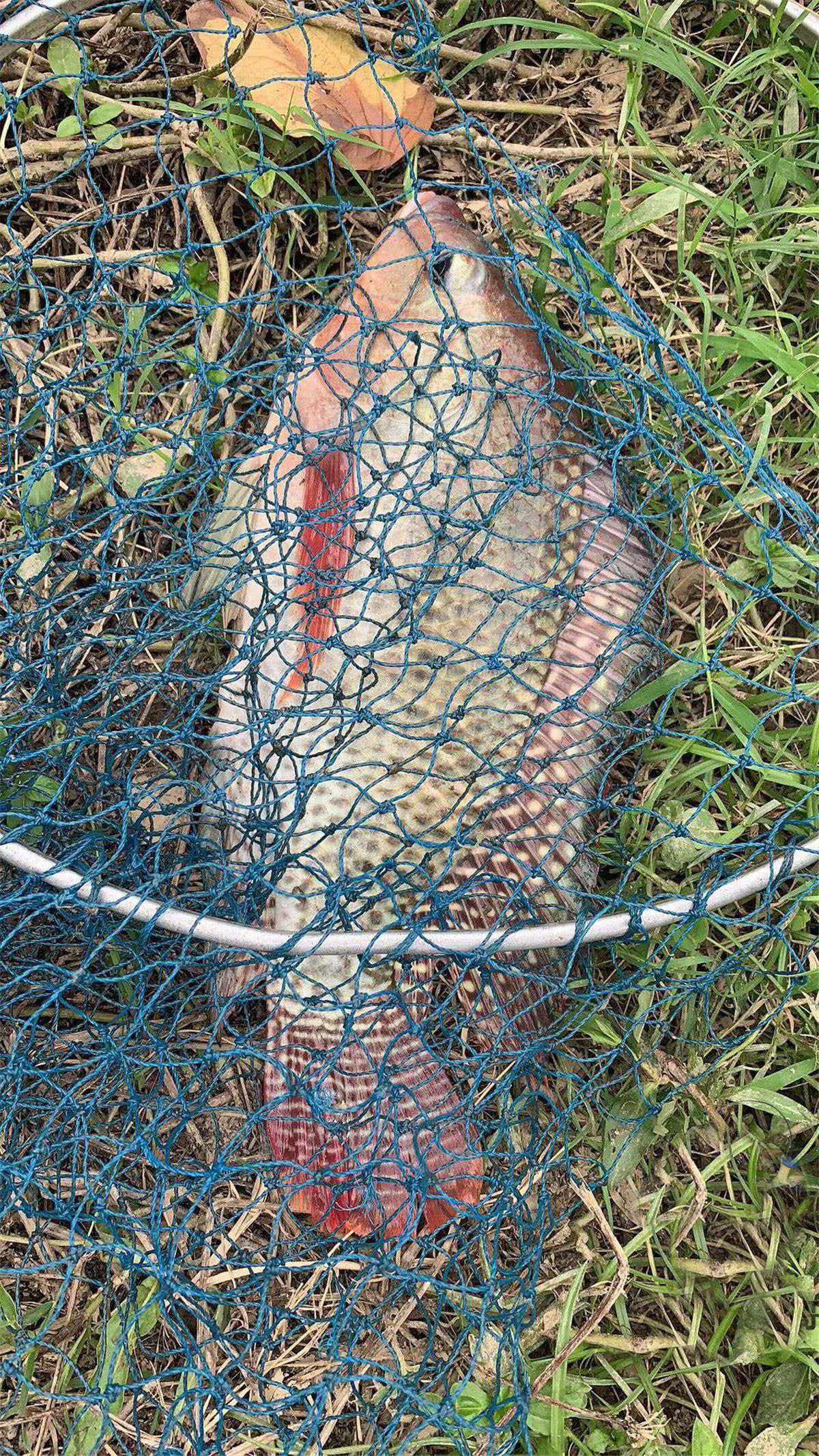 野钓大罗非鱼开饵料教程,野钓大罗非用什么饵料最好