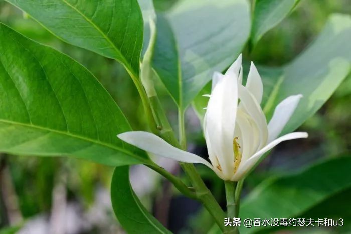 宝格丽香水都有哪些款,宝格丽香水哪一款最受欢迎