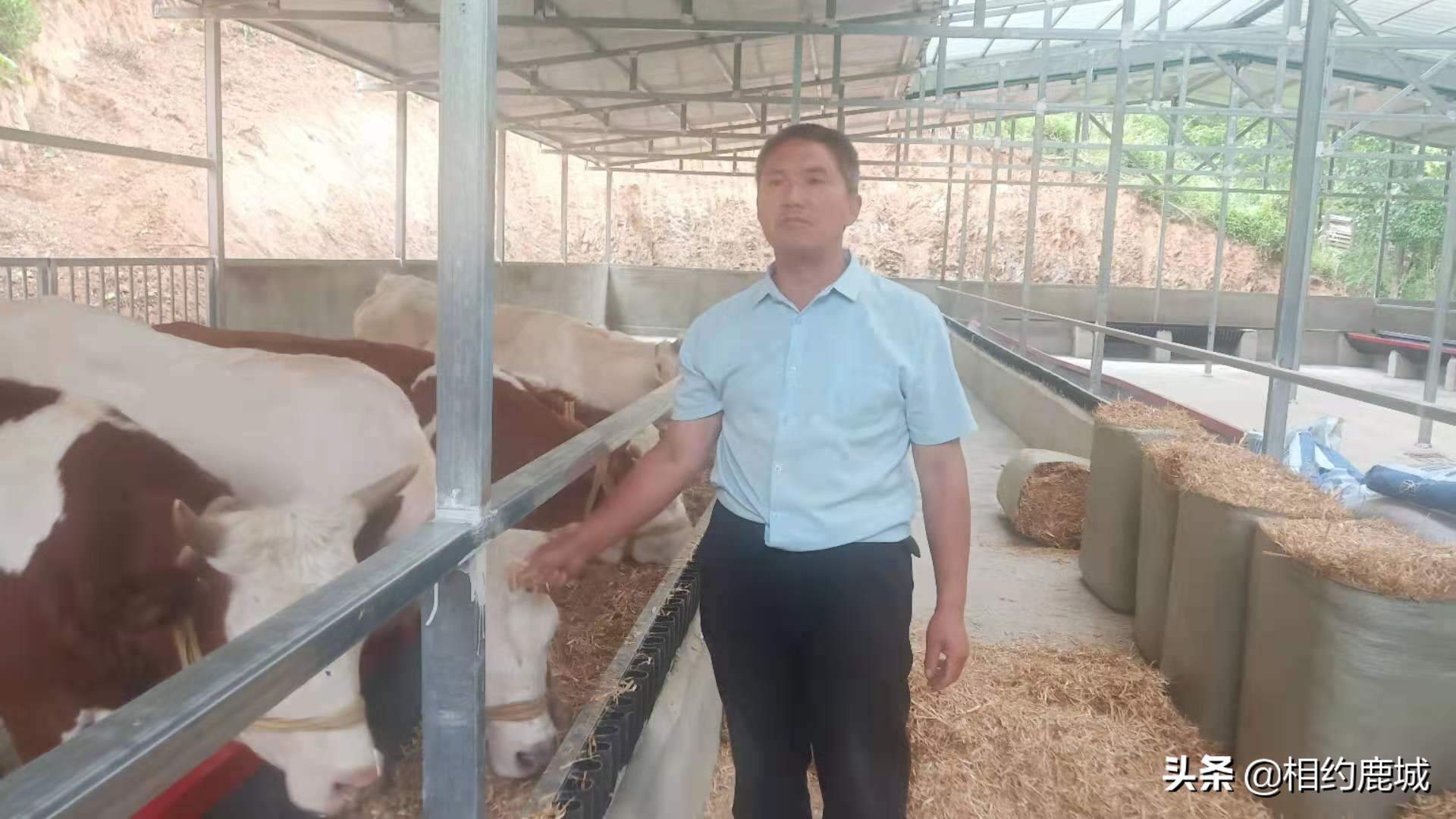 富水镇桑树村养牛场,商南县富水镇桑树村殷延年