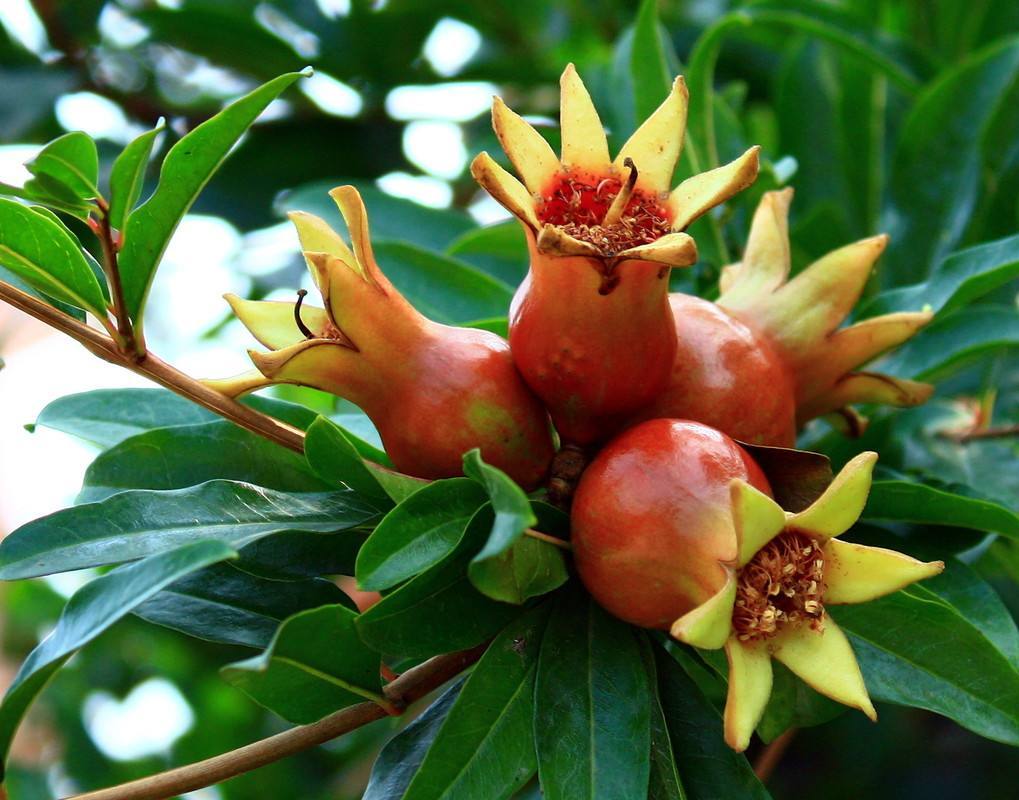 现在水果市场哪种水果最畅销,每日最新水果价格