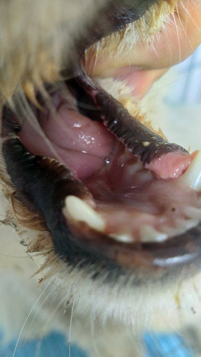 香砂六君子汤调理脾胃多久见效,香砂六君子汤与补中益气汤