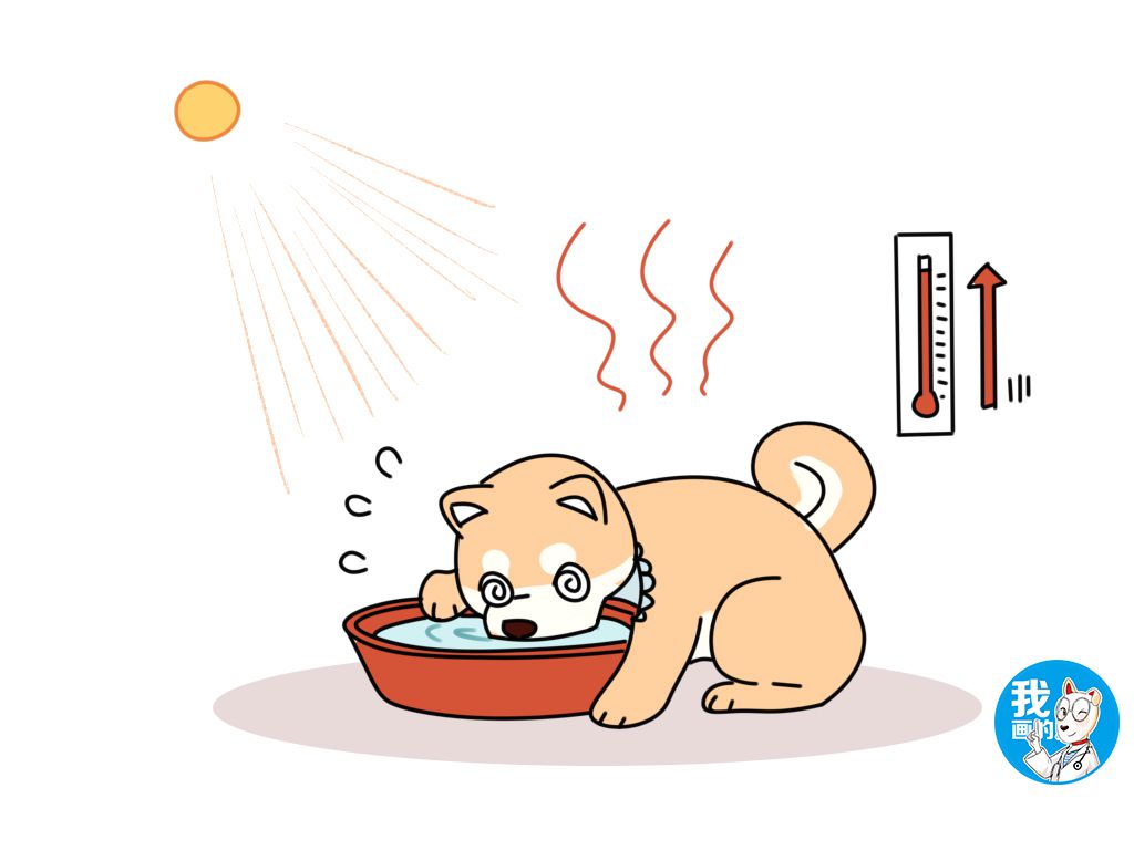 辟谣狗狗真的不能喝牛奶吗,辟谣狗狗每年不需要打预防针