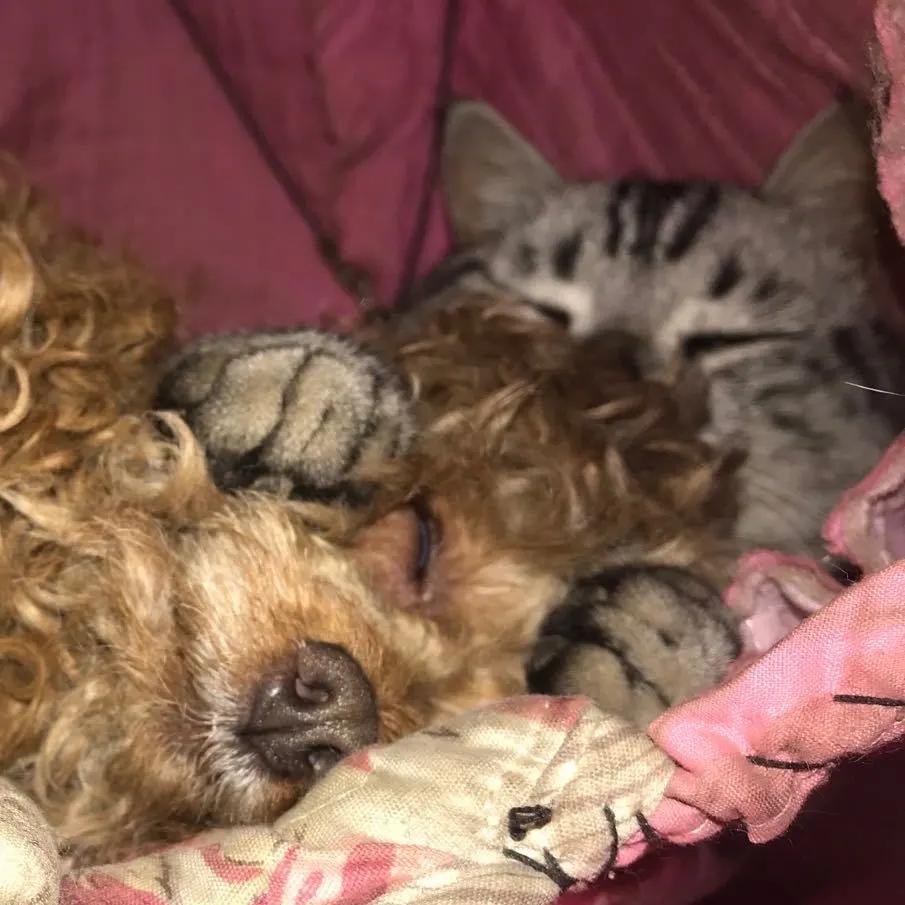 模仿狗狗睡姿,分享下你家狗子的睡姿