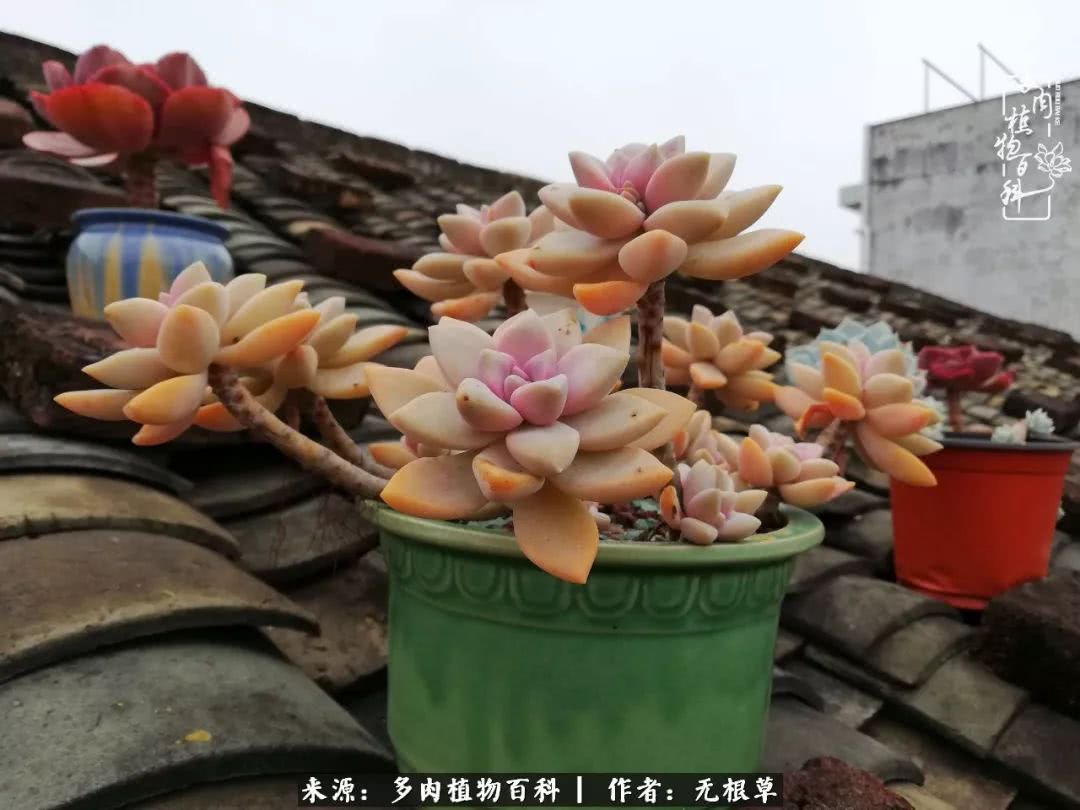 多肉寒冬中茁壮成长,多肉岁月的沉淀