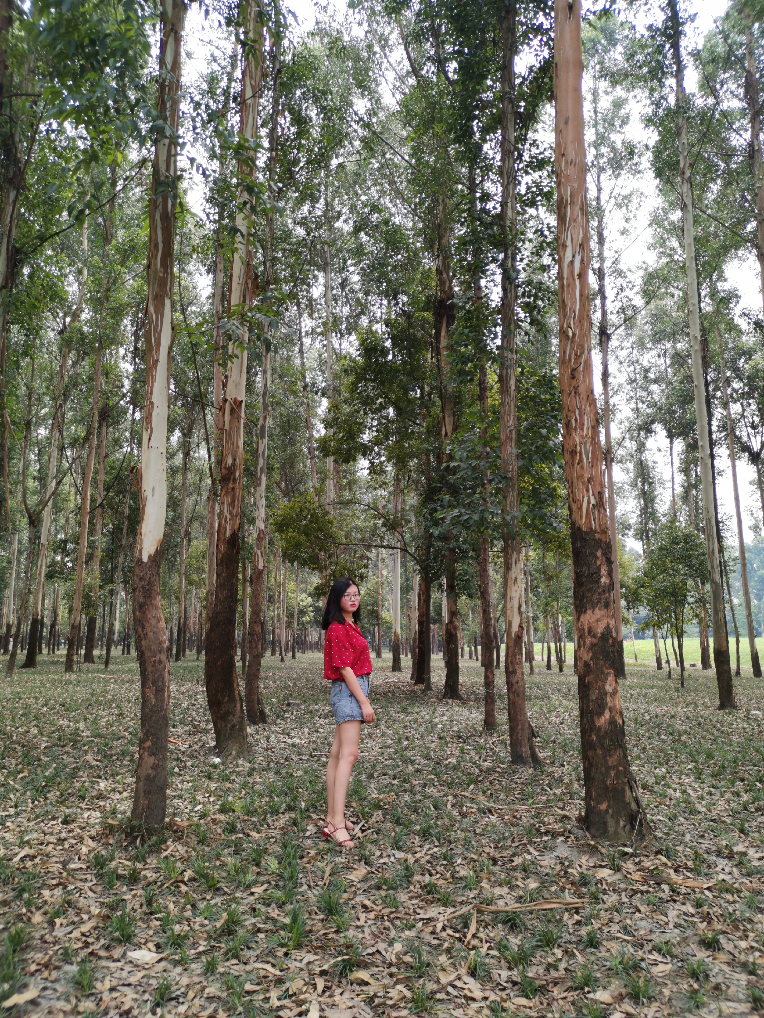 向日葵花海成都8月,成都向日葵花海几月有花