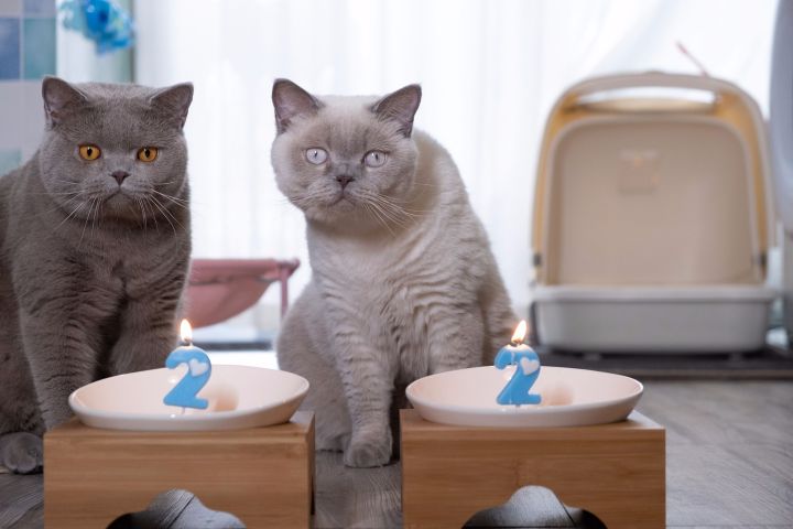 懒癌晚期患者被智能家居拯救,最适合懒人的智能家