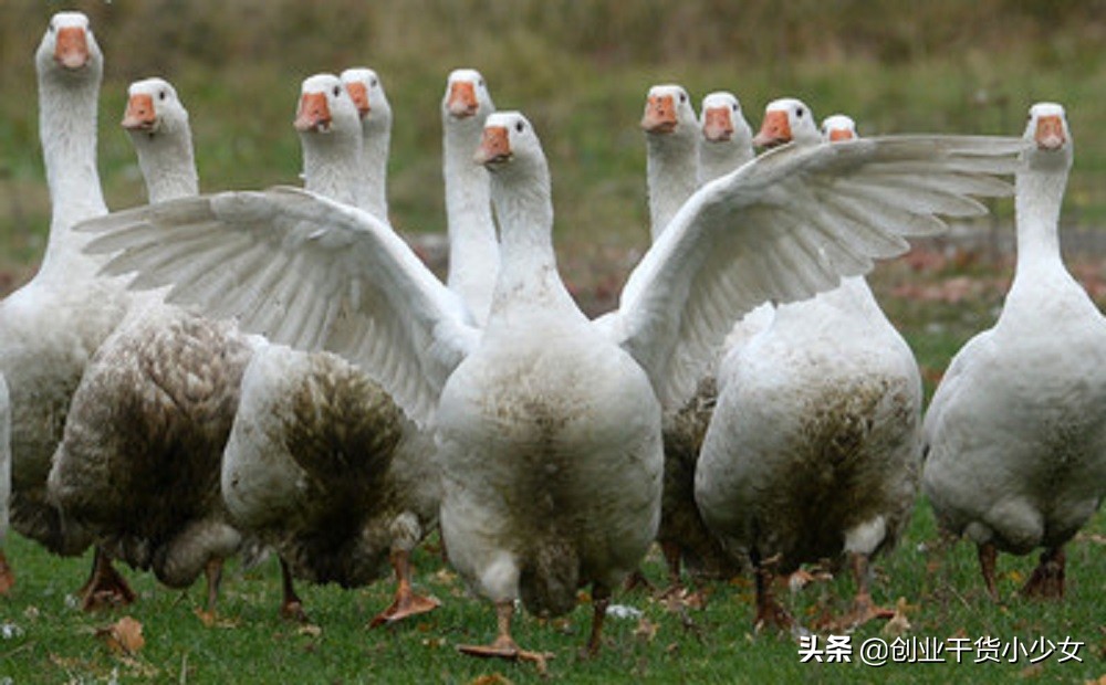 养殖大鹅加盟,鹅是孵化养殖还是买小鹅养殖