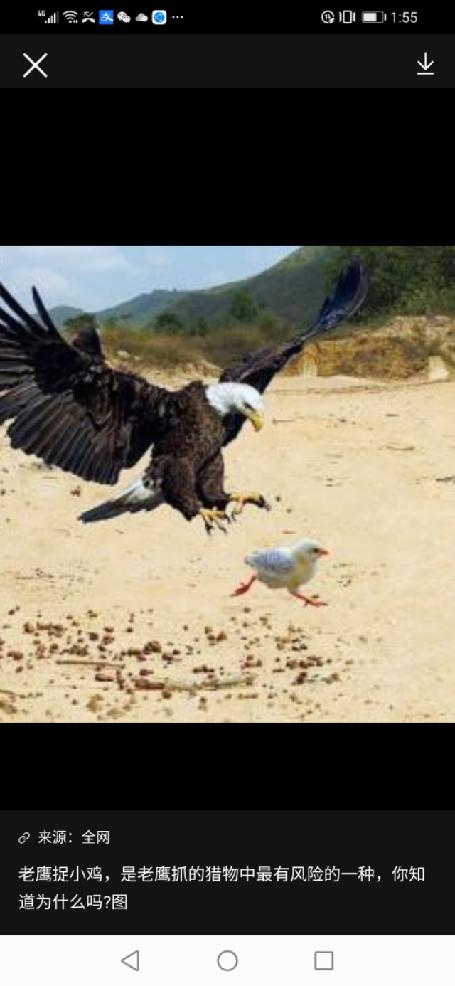 兽疫危害,怎样防散养土鸡疾病