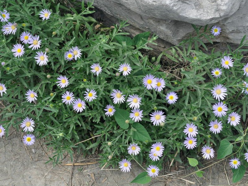 适合山东地区种植的珍稀树种,十种常见观赏草有哪些