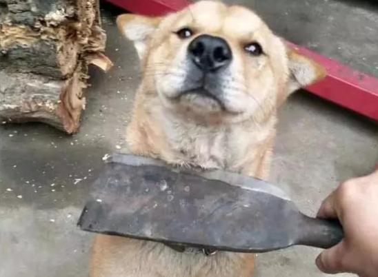 遇到准备挨攻击的狗怎么办,遇到狗攻击怎么对付