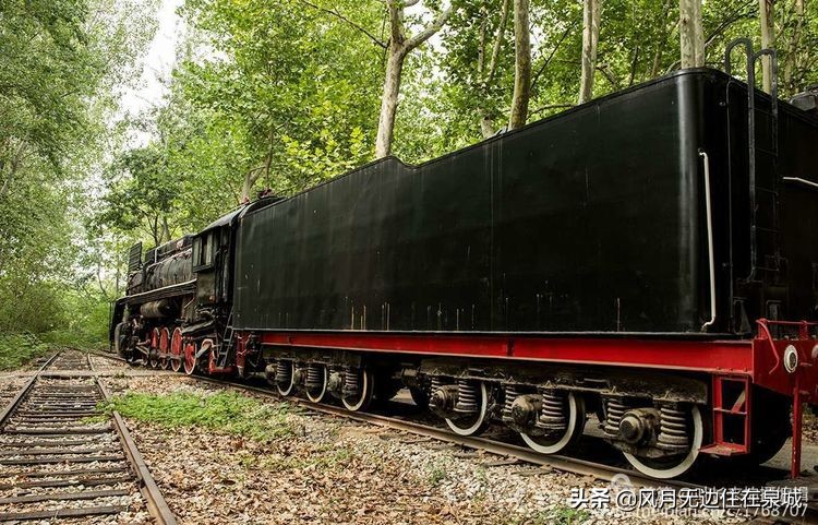 济南的法国梧桐,济南梧桐树美景