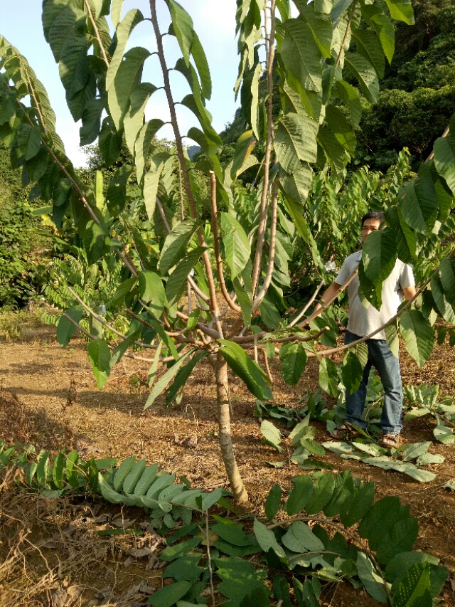 当年凤梨释迦怎么修枝,台湾凤梨释迦果功效