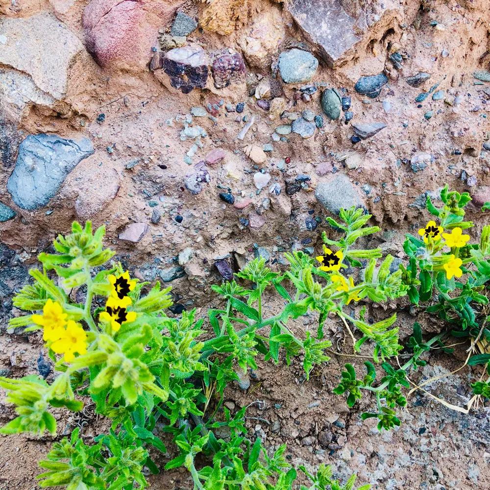 住最静的酒店，看最美的景！只因在黄河石林~