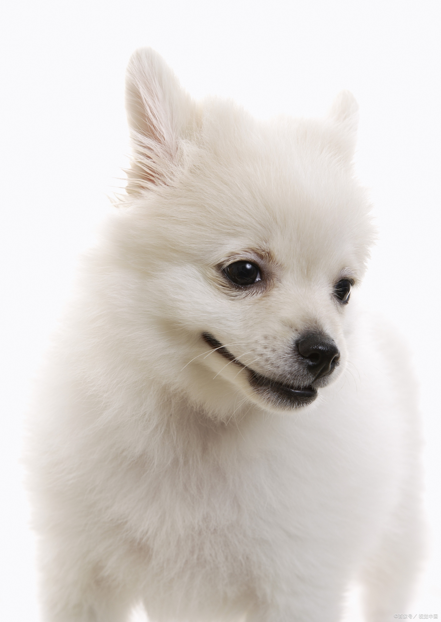 博美狗狗两个月都不吃狗粮怎么办,博美狗最近不怎么吃狗粮