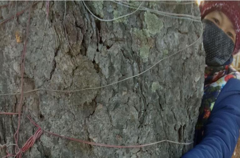 桦树历史痕迹,白桦树以前的故事