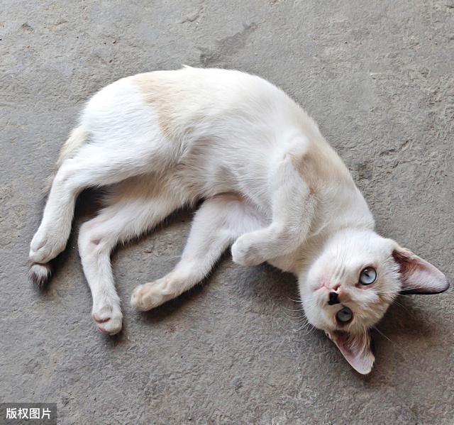 猫咪吐黄水还很瘦是怎么回事,猫咪吃喝拉撒都正常但越来越瘦