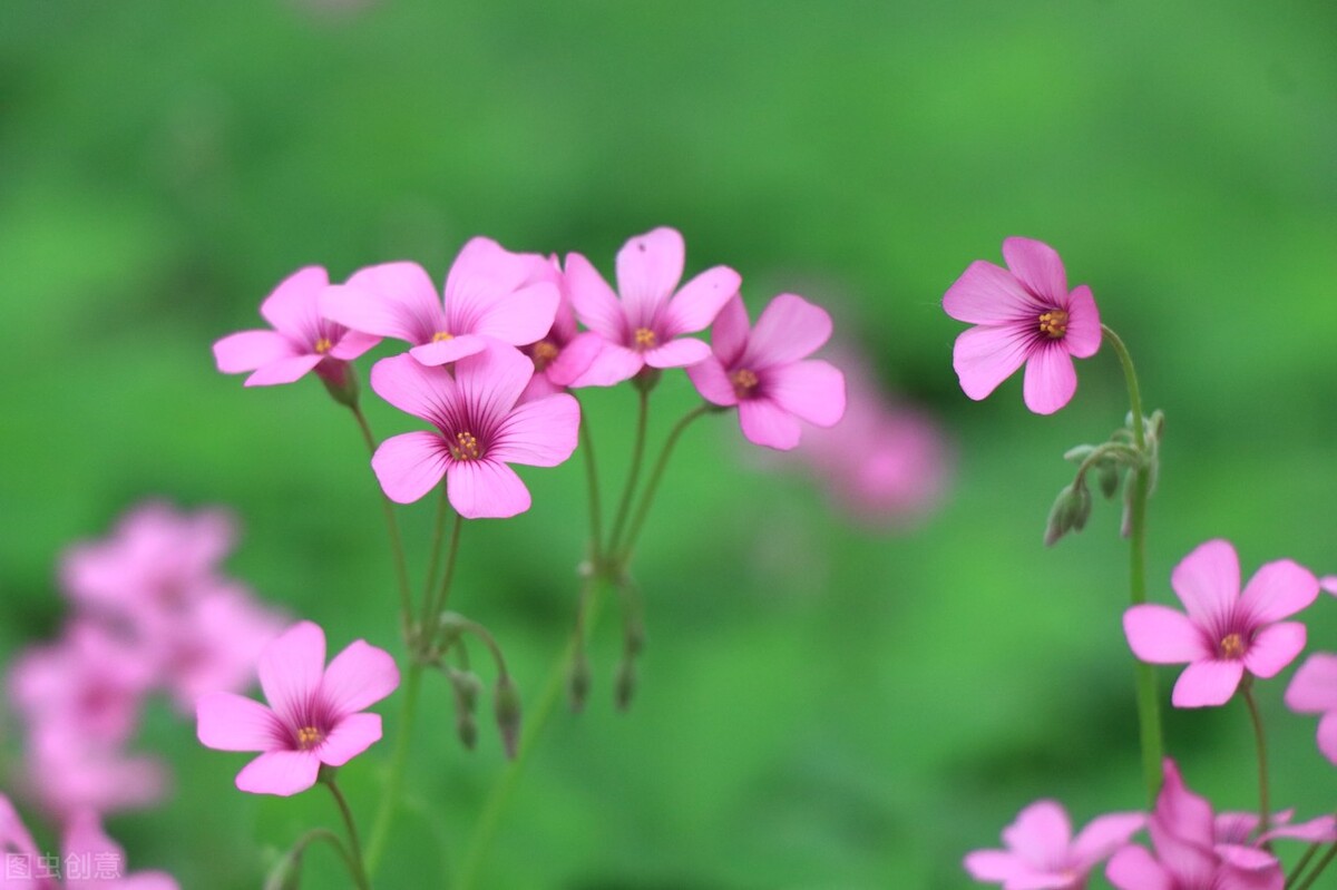郁郁葱葱的多肉植物,适合阳光足的一年四季开花的植物