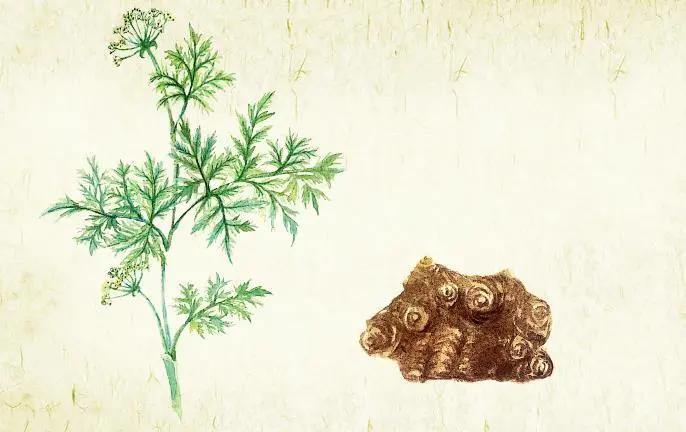 人未老，身先虚！巧用三伏天的阳气暖关节，疏通瘀阻，一身轻松