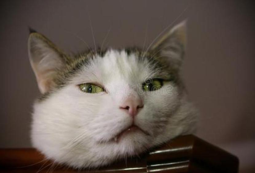 猫为什么一直看天花板害怕,猫对着天花板叫怎么回事