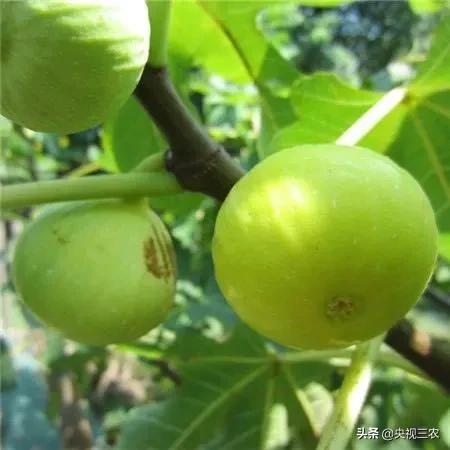 无花果有什么功效专家回答,无花果的秘密