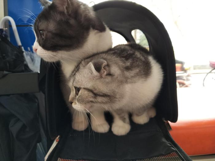 养一只猫要准备多少钱,养一只猫大概需要准备多少钱