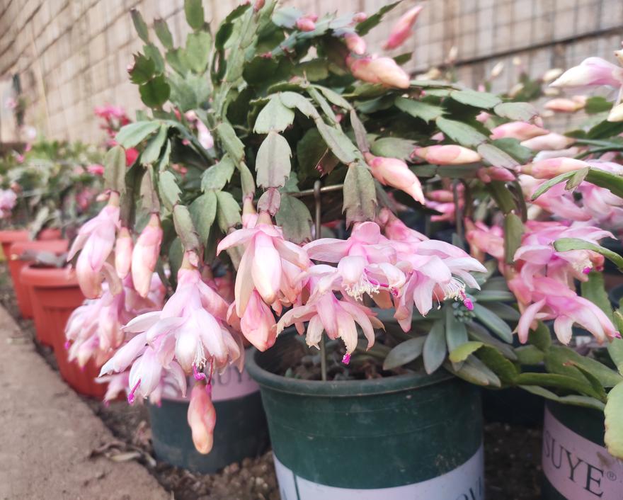 蟹爪兰冬季怎样养护才能枝繁叶茂,蟹爪兰怎么养护能爆盆