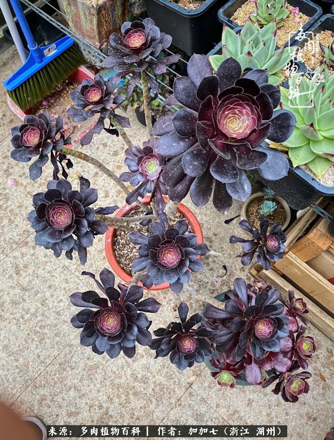 没根的法师夏天怎么养,五法师阵容