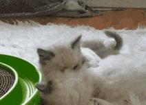 猫咪不是故意抓人如何纠正,猫咪不是有意咬伤的还用打疫苗吗