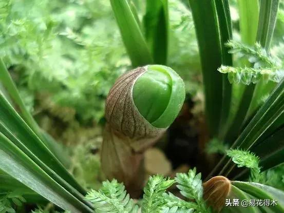 春兰大富贵的来历,春兰翠盖荷和大富贵区别