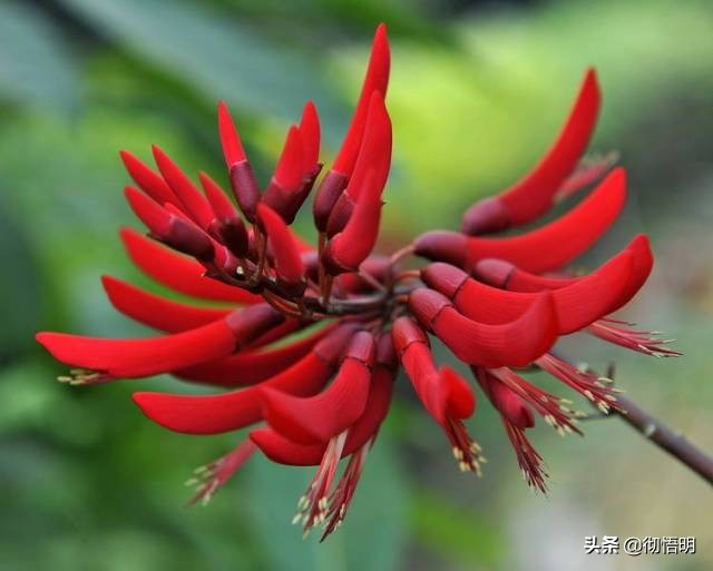 十种稀有长寿花,80个长寿花品种全都美极了