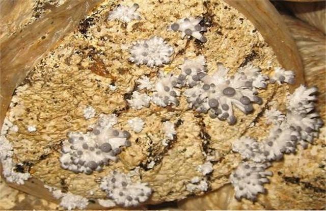 平菇出菇突然死掉是怎么回事,平菇发生畸形的原因及防治方法