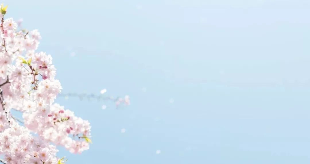 日本的国花是不是樱花,樱花是日本国花