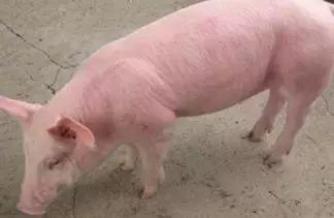 母猪霉菌毒素超标对小猪有影响吗,霉菌毒素对猪危害的图片