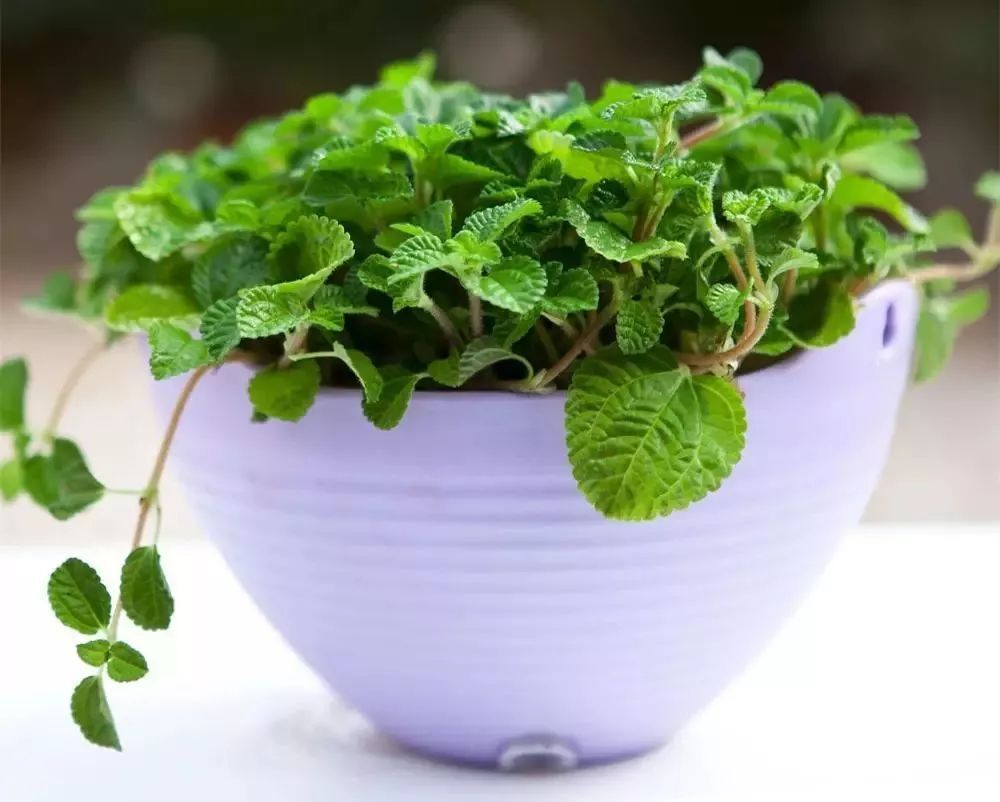 养花人养的花都有哪些,什么花养人又健康又好养