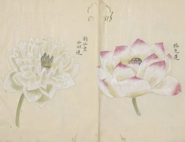 繁华过后一盏清茗也能品出百味,繁华之后静立于世