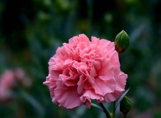 盆栽康乃馨需要什么肥料怎么使用,专家讲解康乃馨施肥的正确方法