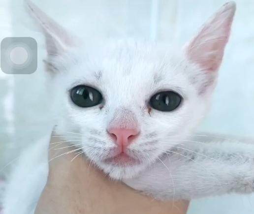 捡到流浪猫再扔掉才可怜,流浪猫能不能捡回家养