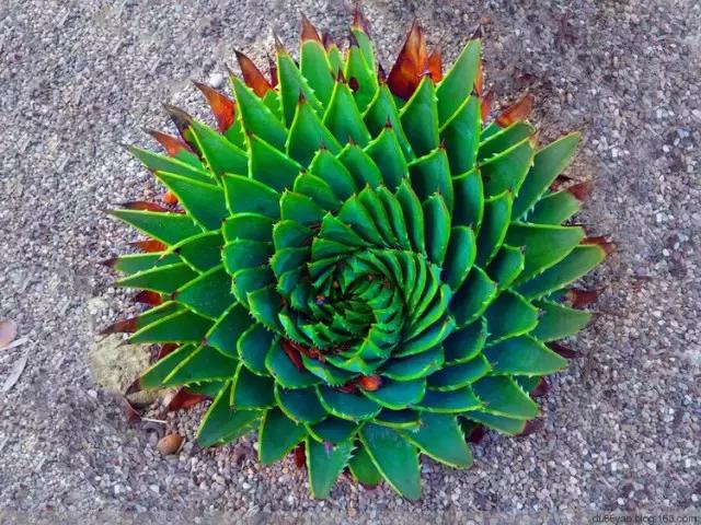 天价名贵药材,最贵的植物排行榜前十名