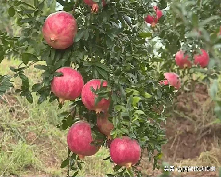 易门软籽石榴,易门突尼斯软籽石榴