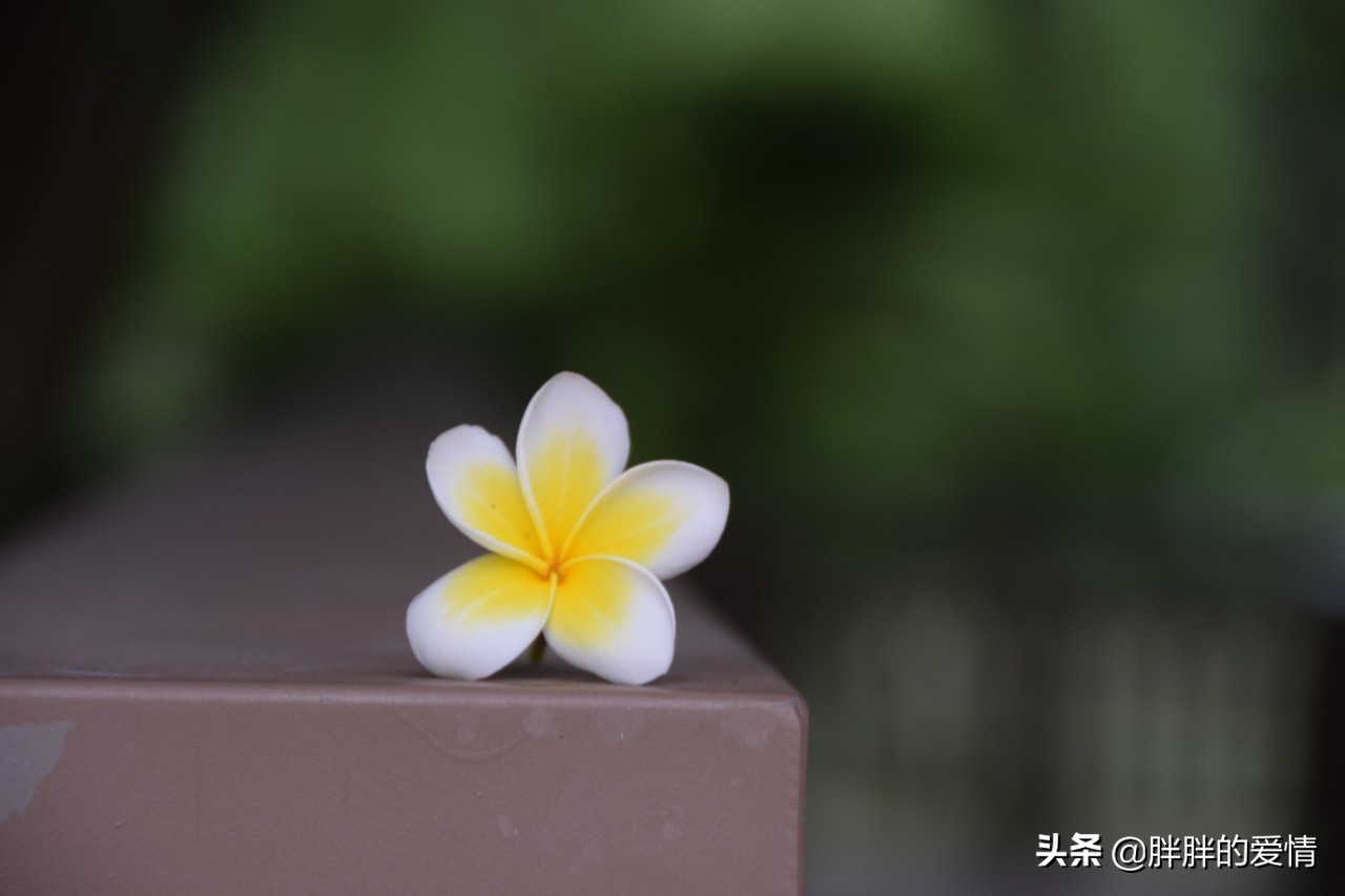 闲看花开静待花落生活需要仪式感,闲看花开静待花落人生如茶