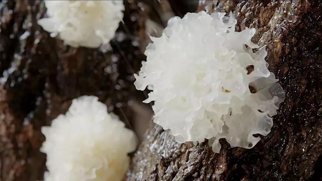 冻干银耳秋季养生,银耳怎么吃滋阴效果最好