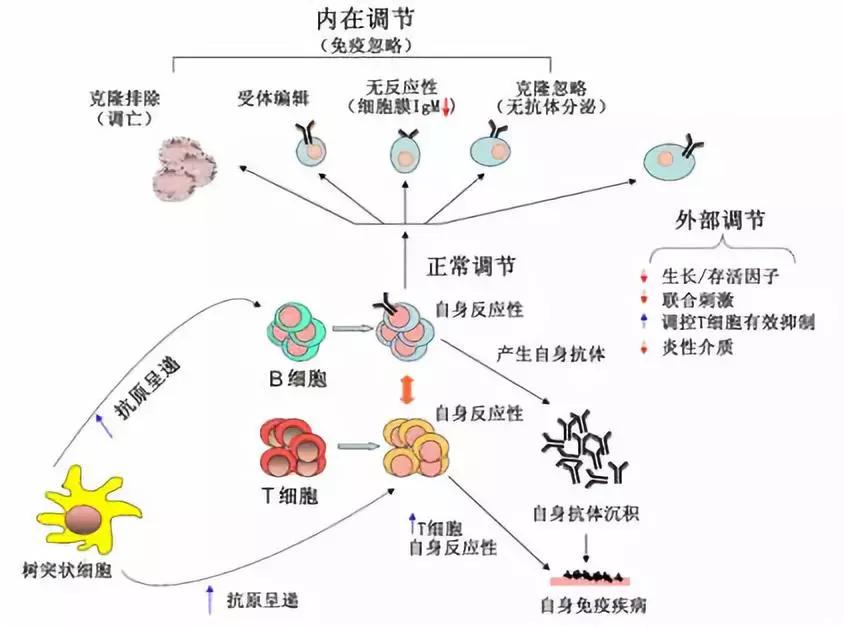 干细胞治疗的疾病及原理,瑞金医院白塞病干细胞移植