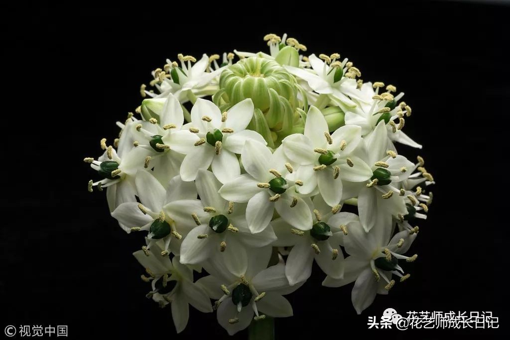 每日一花｜伯利恒之星，可用于治疗癌症，洁白可爱