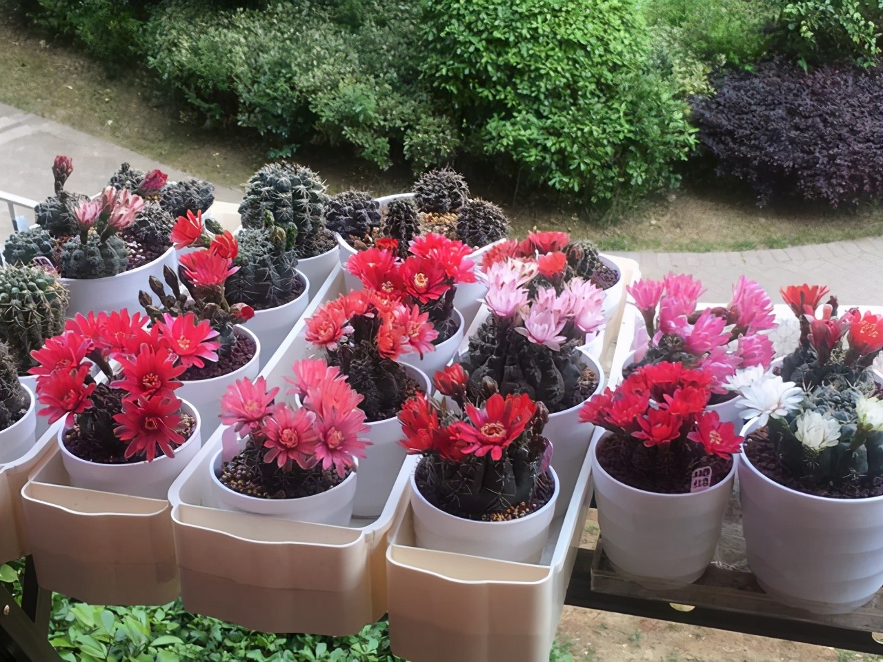 多肉仙人球哪个品种最好,多肉仙人球品种介绍