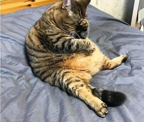 奉劝各位养宠物的人千万不要养猫,别等猫咪有了应激反应才后悔